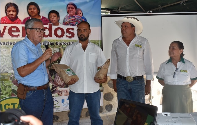 Opción para combatir la desnutrición en Guatemala, semillas de frijol y maíz biofortificadas a disposición de los agricultores